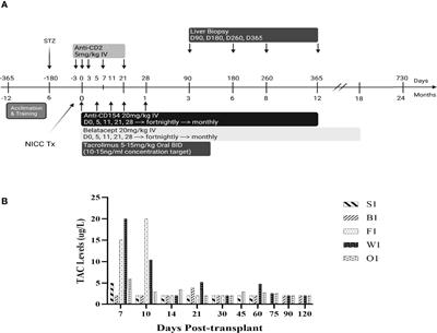 Xenotransplantation of Genetically Modified Neonatal Pig Islets Cures Diabetes in Baboons